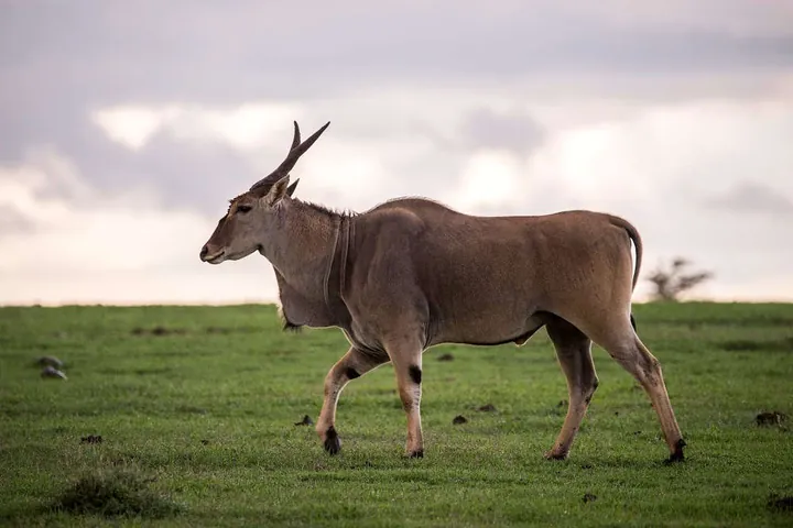 8 massiva fakta om eland