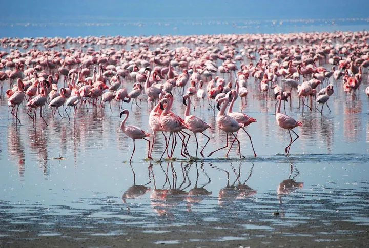 Flamingor - Kenya, Tanzania
