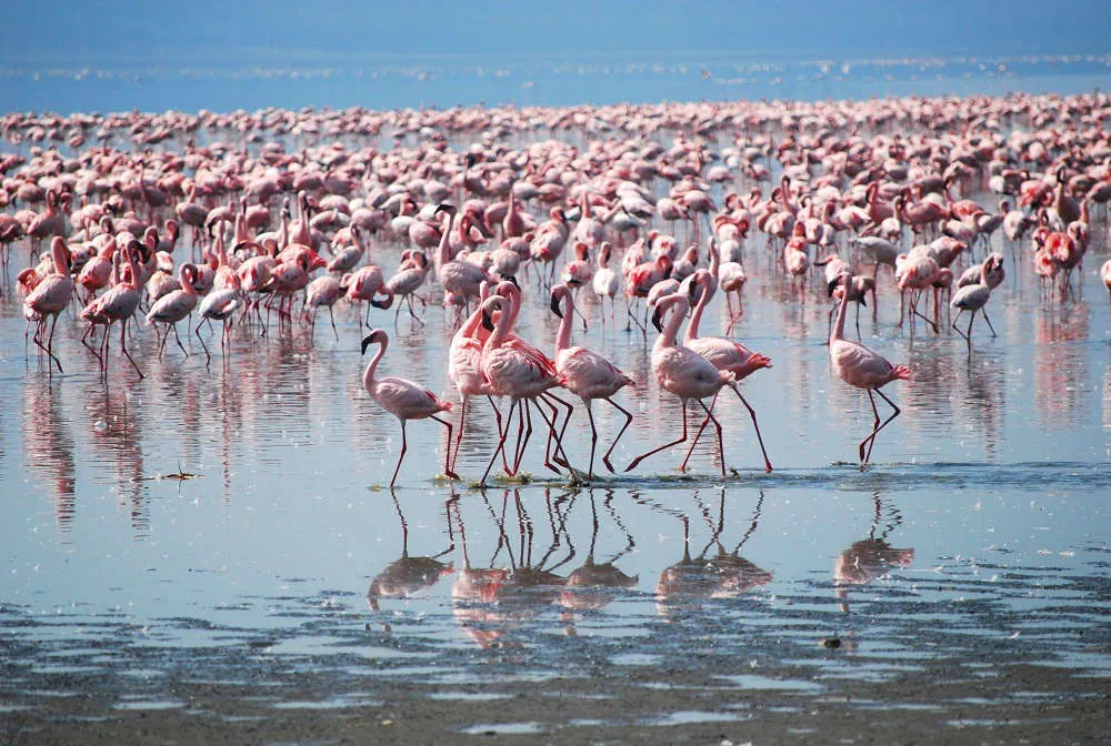 Flamingor - Kenya, Tanzania