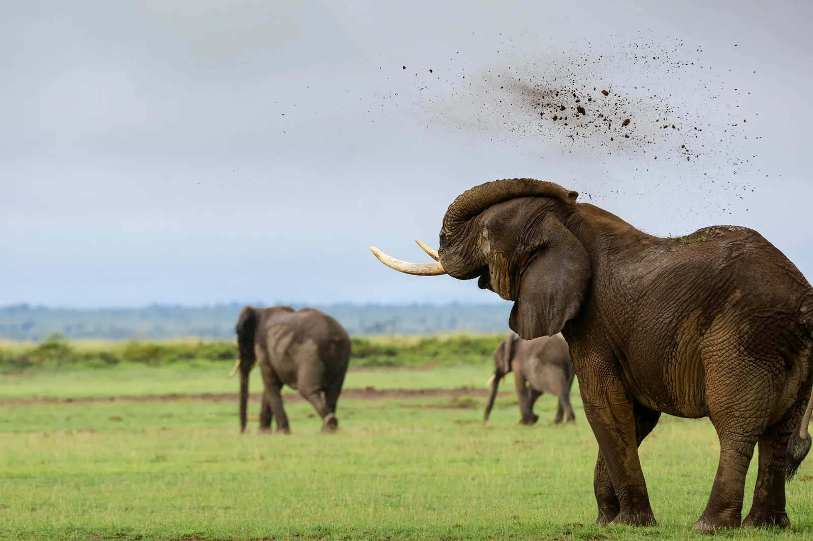 En elefant med betar kastar jord över huvudet och ryggen med snabeln, med två andra elefanter i bakgrunden.