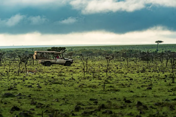 En öppen safaribil står bland låga träd på en grön slätt i Masai Mara under mörka moln. Till vänster står en gasell.