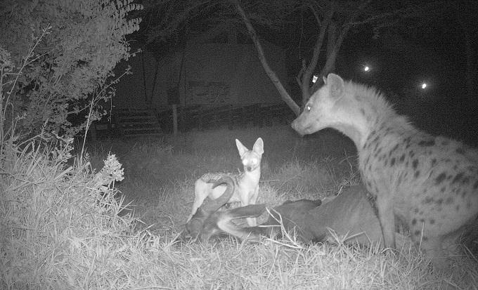 En schakal och hyena kommer till bytet efter att lejonet har lämnat det.