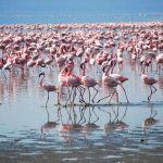Flamingor - Kenya, Tanzania