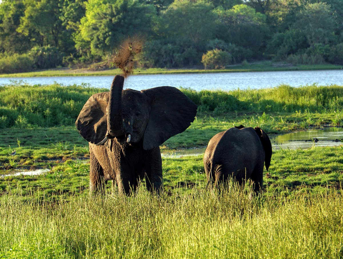 Elefanter i Afrikas gräs Elefanter i Afrikas gräs